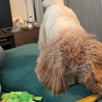 チーズが転がっちゃった