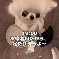 お風呂場の犬