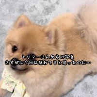トリミングサロンに連れて行ったら…