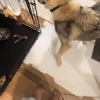 皿を持ってくるよう、犬に指示する飼い主