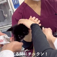 おやつを食べる子犬