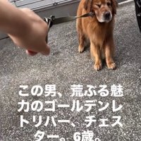 ゴールデンレトリバーのチェスターくん