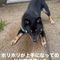 地面を掘るめかぶ君2
