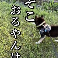 「出てこいやぁぁ」