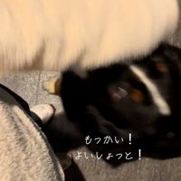 腕を持ち上げるララちゃん