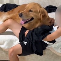 笑顔を見せる犬
