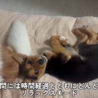 人間に甘えるおこげくん