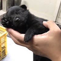 子グマ