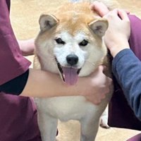 両手に花のまるちゃん