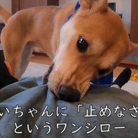 服を噛んで「やめなさい！」と注意