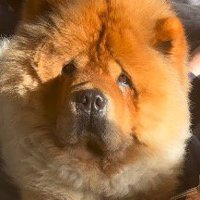 男性に添い寝しながら女性の顔を見つめる犬