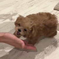 飼い主の手を見て口を開ける子犬