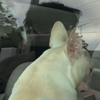 車の助手席に座る犬