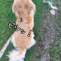 オヤツを見てお座り