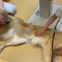 獣医さんを足蹴り！