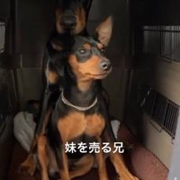 クレートの中の小型犬と大型犬