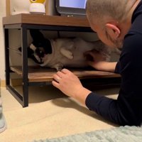 テレビ台の中に隠れる小型犬