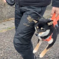 抱えられる犬アップ1
