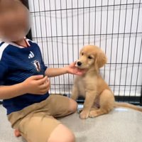 子犬を撫でる男の子