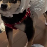 即席カッパを自作