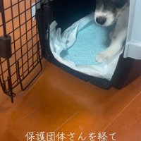 保護団体を経て家族に