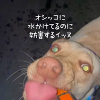 水を飲むひまわりちゃん