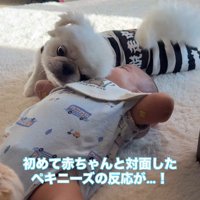 スリスリが止まらない