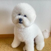 ぬいぐるみのようなむぎ君