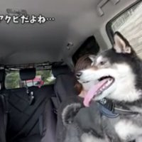 荒い息で横を見る犬