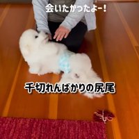 女性にお腹を見せる犬