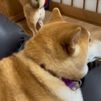 しばお君はマイペースにリラックス中