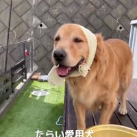 タオルを巻いたベイリーちゃん