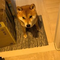 玄関に座る犬