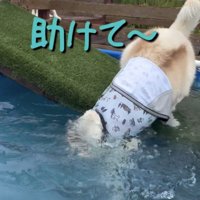 渾身の犬かきを披露