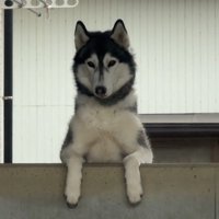 塀の上から飼い主を見つめる犬