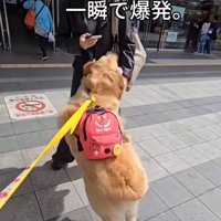 女性に飛び込む犬