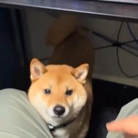 股の間に座るこてつ君