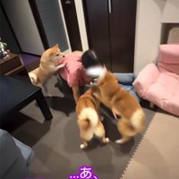 女の子の周りに集まる犬1