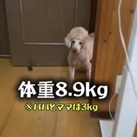 たたずむ犬