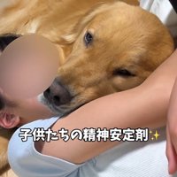 子供に寄り添う大型犬