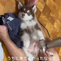 琥珀くんの成長記録8