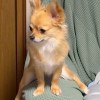 ソファーのひじ掛けにまたがる小型犬