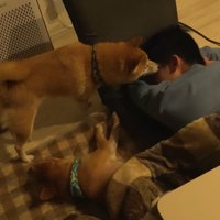 お兄ちゃん帰省時の豆柴4兄妹⑩