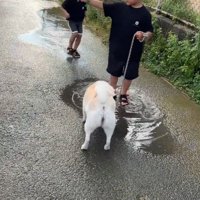 水たまりで遊ぶスズちゃんたち2