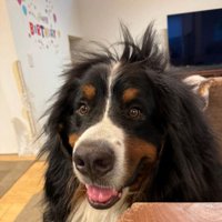 頭の毛が立っている犬