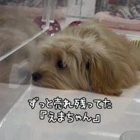 あごを床につけて横たわる犬