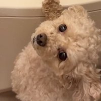 「お風呂入りたーい」