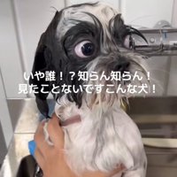 シャンプー後の犬