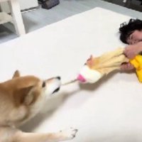 引っ張り合いの主導権はシイちゃん♡