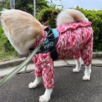 新種の犬かも…！？
